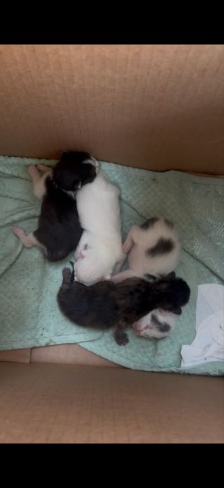 отдам котят в добрые руки