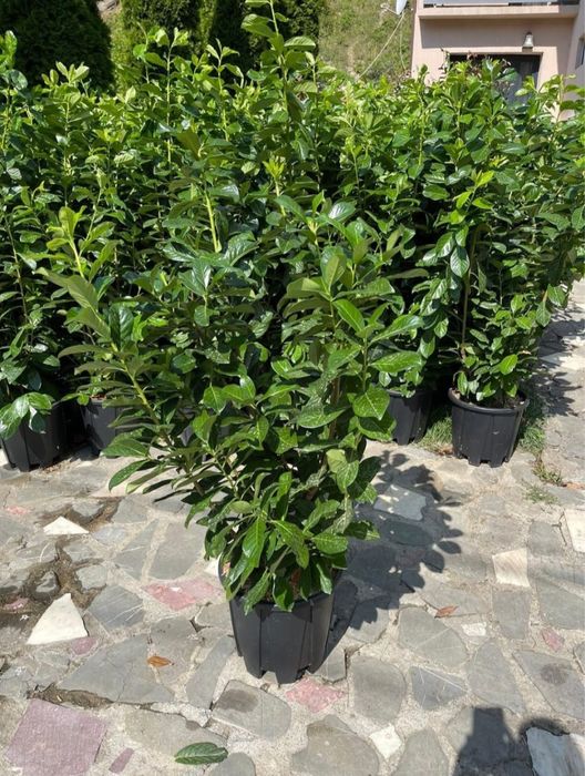 Prunus laurocerasus  transport gratuit