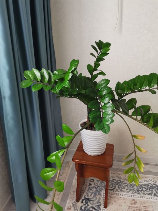 Продаётся долларовое дерево