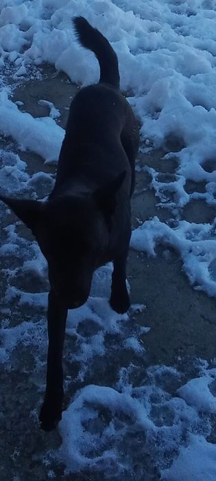 Девочка по кличке Торнадо ,ласково Тора