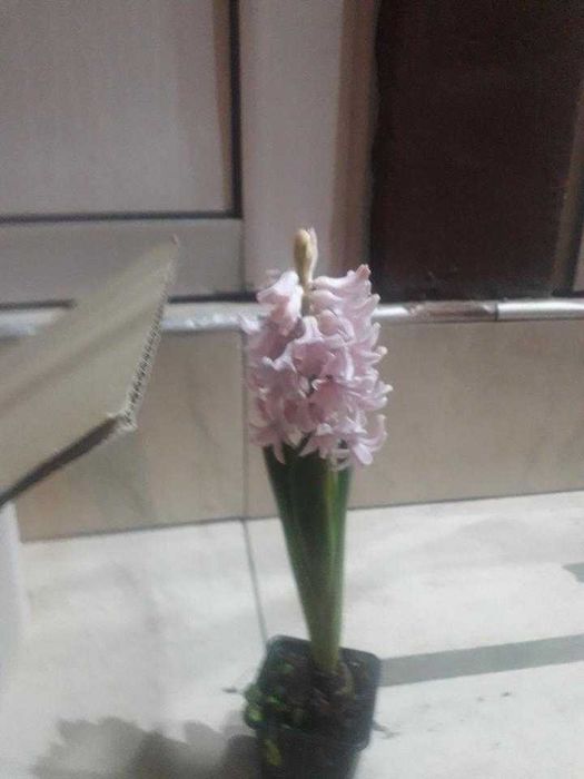 Цветя  за предстоящия празник