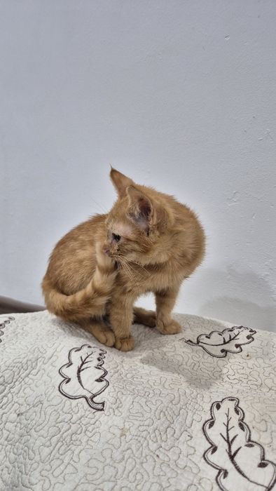 Отдам котёнка в добрые руки