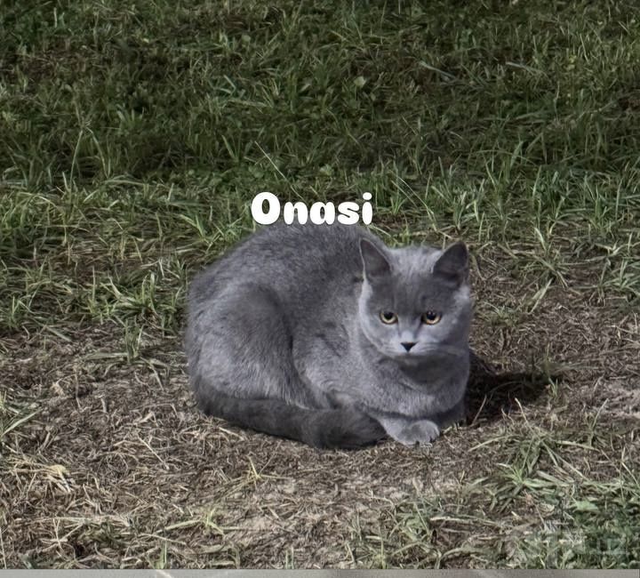 Scotish fold 2 oylik