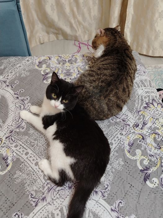 Отдам черно-белую кошку