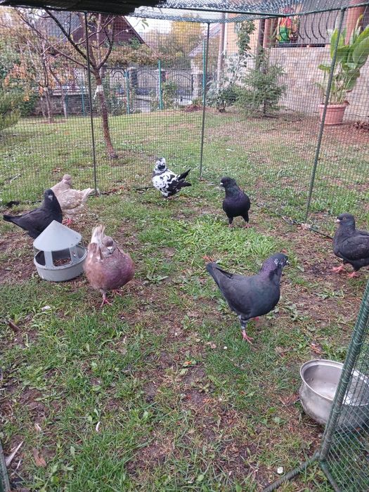 Vind  șapte porumbei.