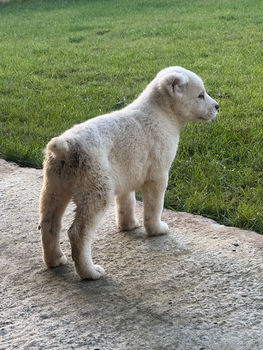 Продавам кученца алабай на 66 дни!готови за нови стопани!