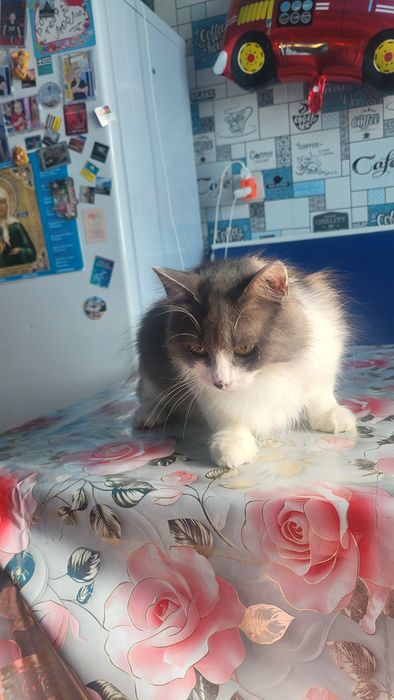 Молодой котик в добрые руки