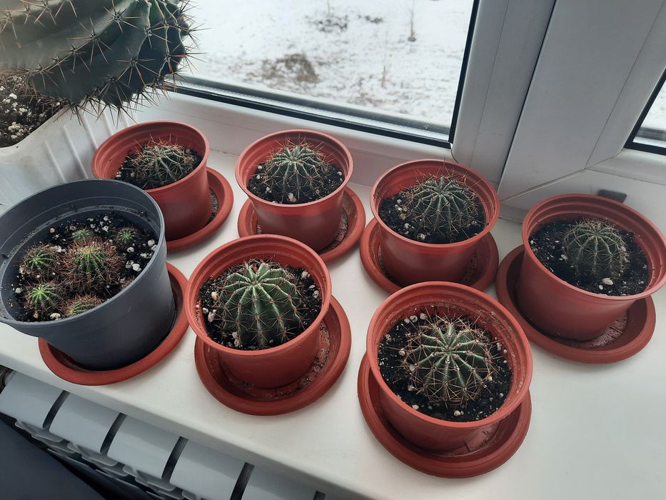 Продам    кактус