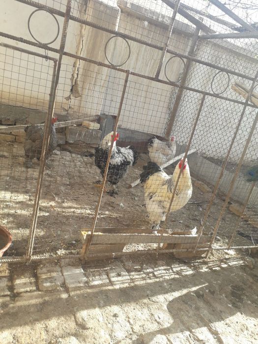 Товус  Брама товук тухимлари сотилади.