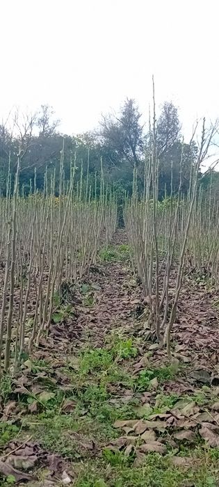 Puieți de nuc de vânzare