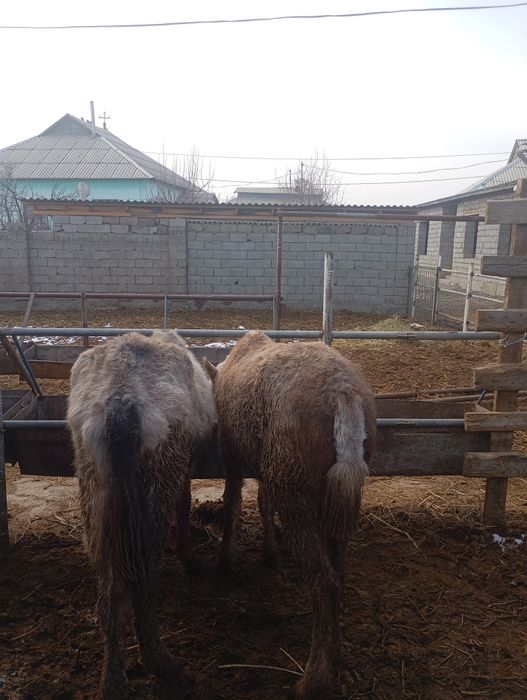 Мыкты полтарашка