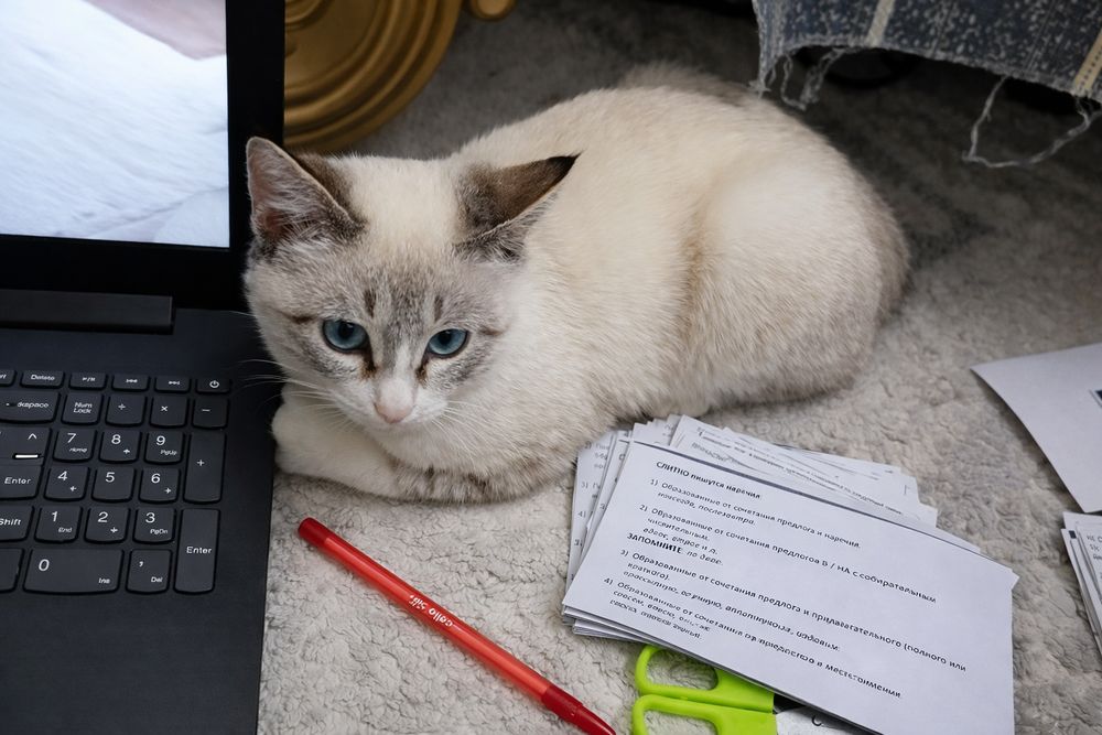 Кот пятимесячный тайский тебби очень красивый и игривый