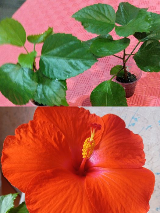 Гибискусы укоренные.