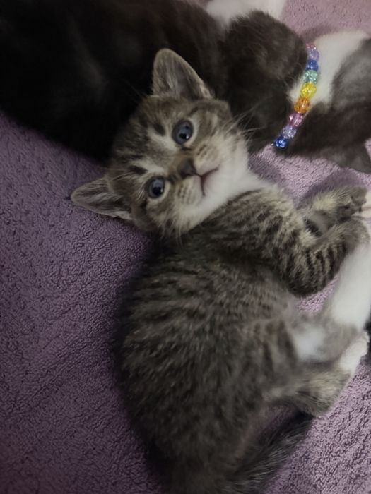 Котенок британка