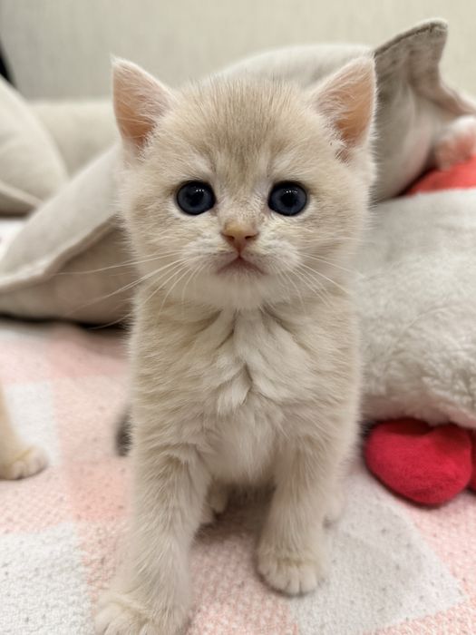 На продаже шикарный котята