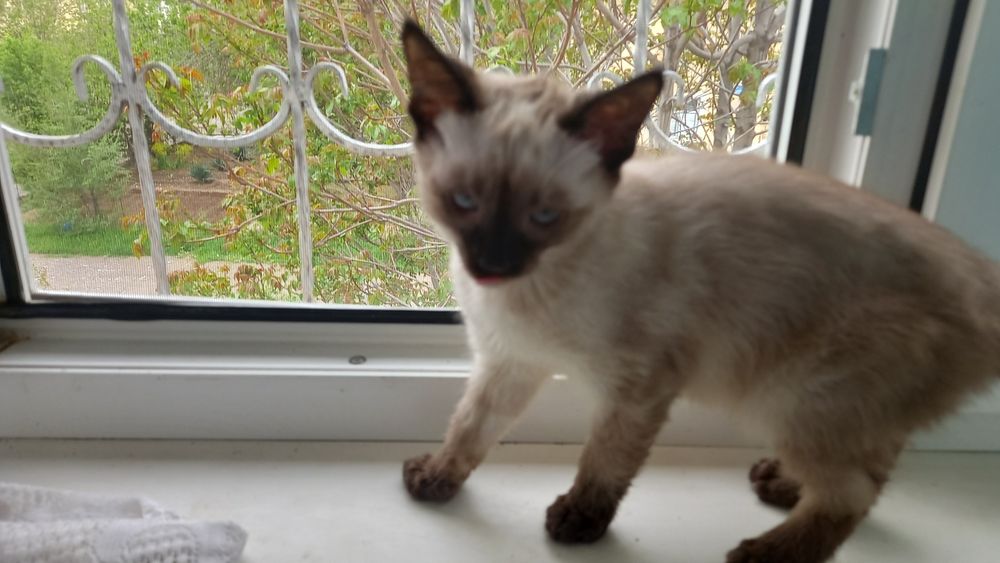 Котята и кошка сиамские порода