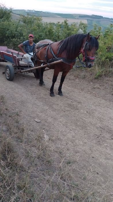 Manz de 2 ani de vanzare