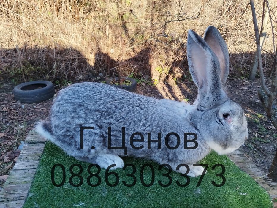 Продавам зайци  великани