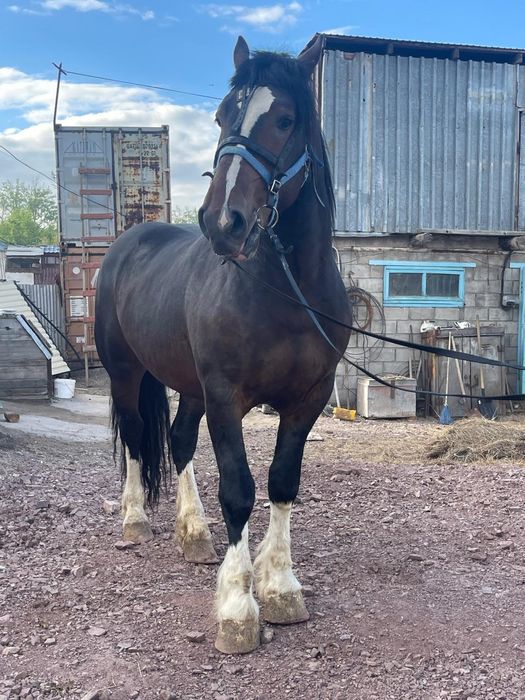 Продам жеребца  Першерон