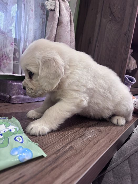 Голдън Ретривър ***FCI***