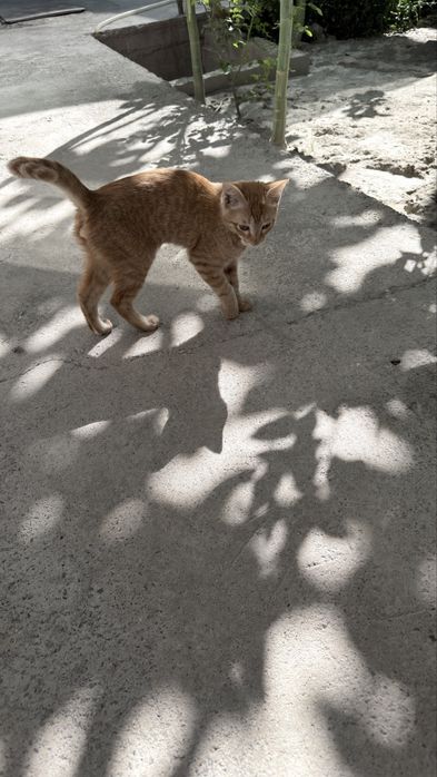 Кошка (мушукча) рыжий кот