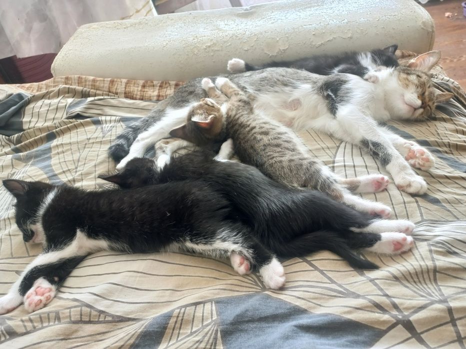 Отдам в добрые руки..котята.