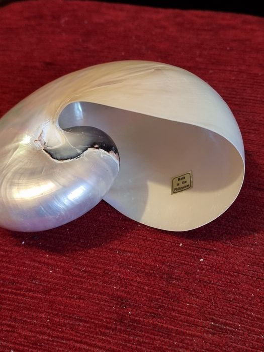 Scoica nautilus pompilius exemplar mare  15 cm- sidef natural