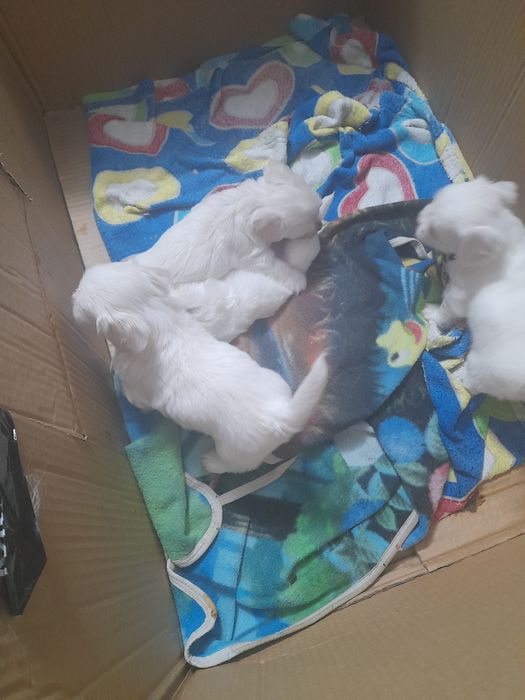 3 fetite și un băiețel drăgălaș și jucausi