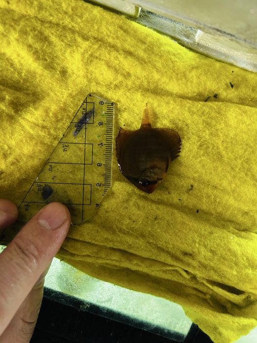 Молодь дискусы, средний размер 4 см