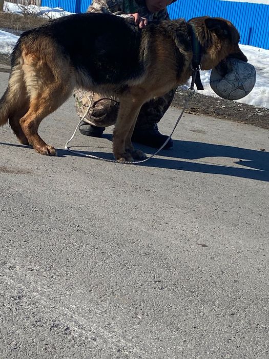 Продам немецкую овчарку