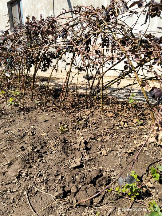 Stoloni capsuni remontante italia, butasi mur gigant Thornfree fara s