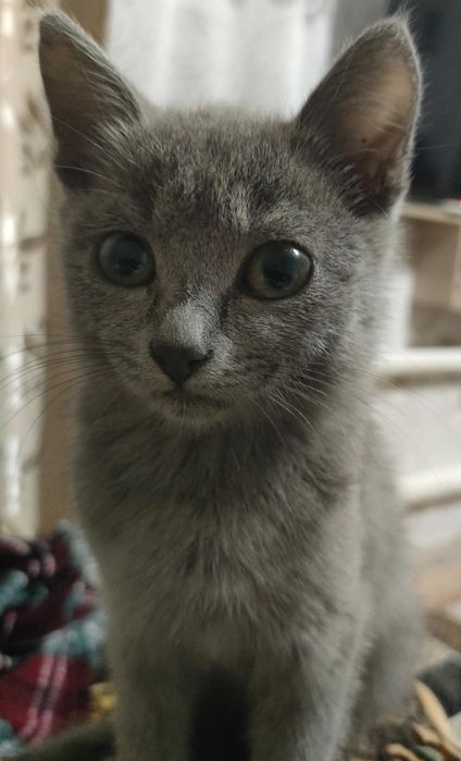 Отдам котёнка в добрые руки