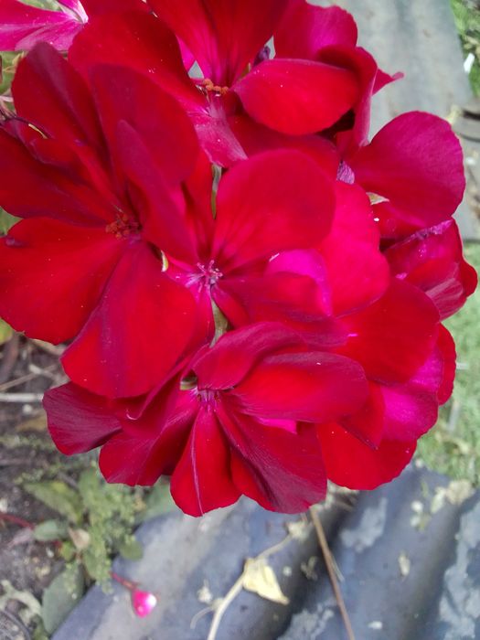 продаю укорененные черенки герани