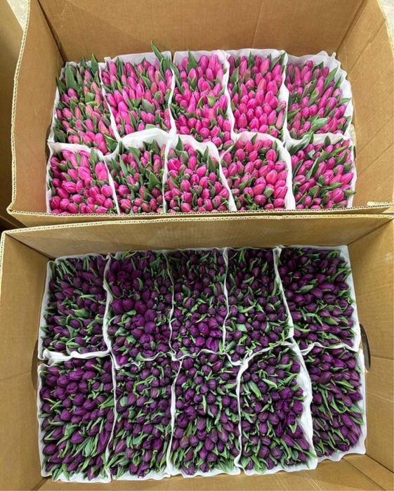 Тюльпаны цветы оптовые цены