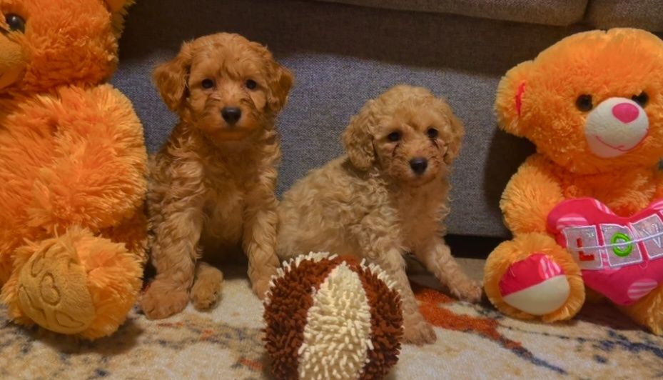 Мини пудел - пудел