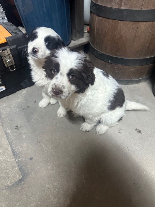 Каракачанка мъжко/женско