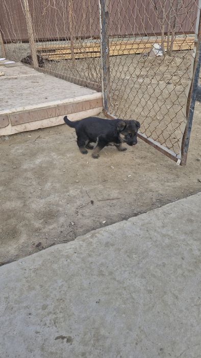 2 щенками в хорошие руки