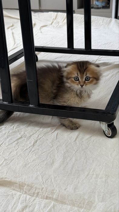 Шотландский котенок, девочка 3 месяца