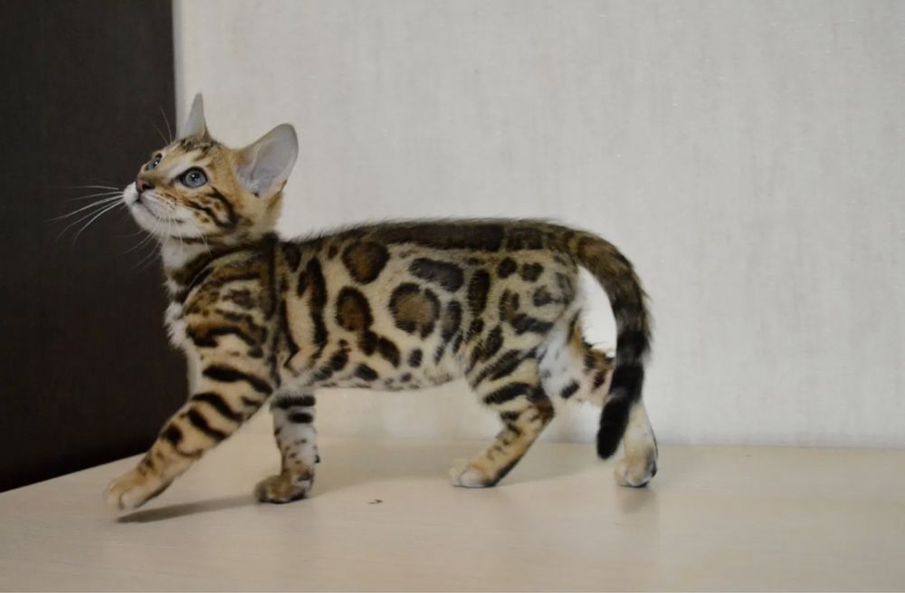 Продаётся бенгальские котята 4