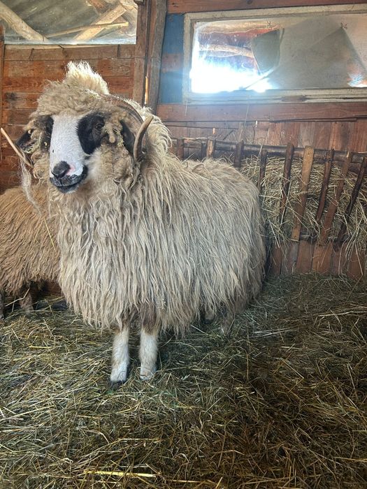 Vand berbec romanesc