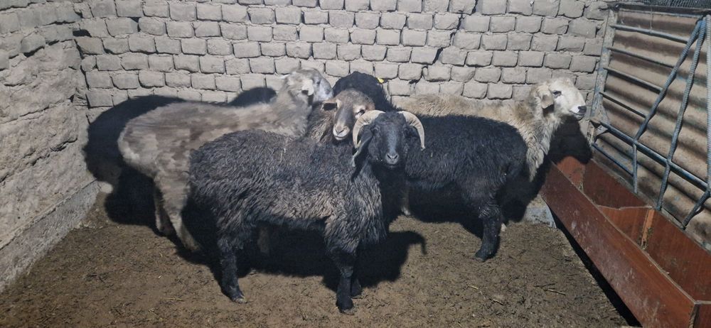 Тоқты қошқарлар сатылады