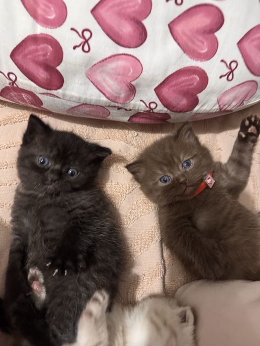 Продаются котята в хорошие ручки