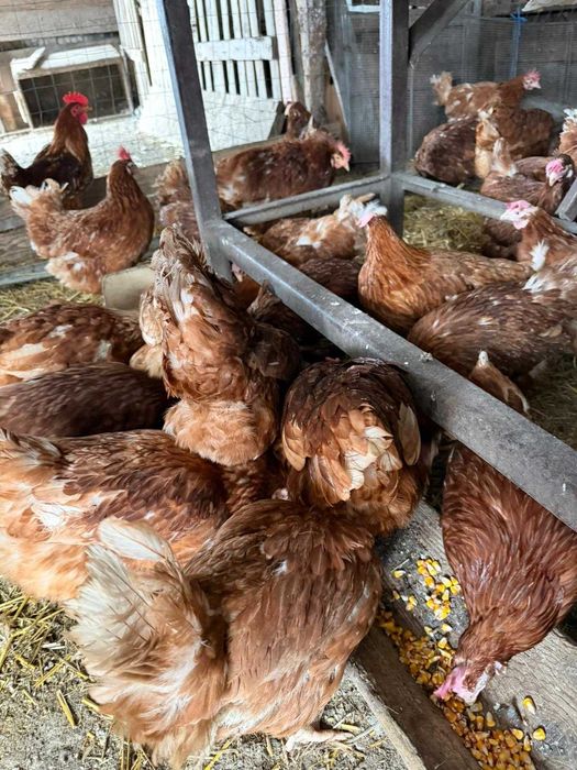 Vand puicute ouatore