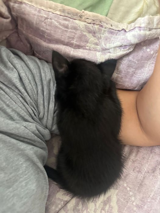 Отдам котят бесплатно