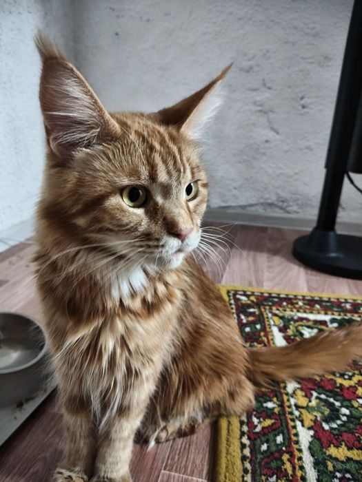 Мен Кун котёнк продам.