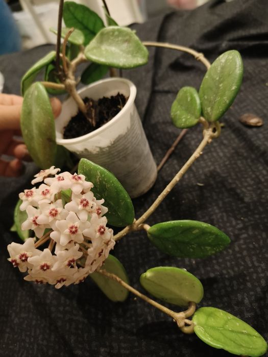 Vand hoya carnosa