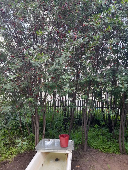 Вишня полусладкая дачная