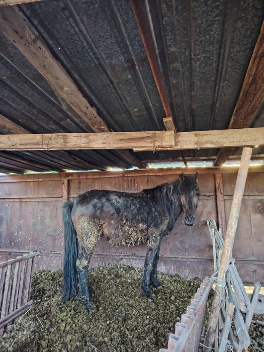 Бие сатылады отенайда