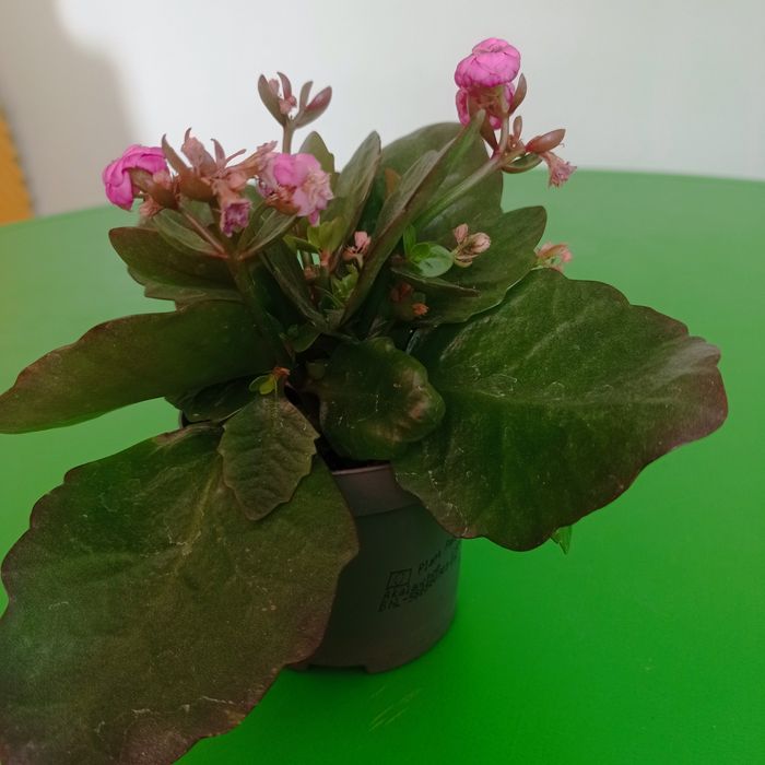 Каланхоэ,каланхоэ