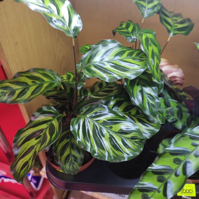 Калатеи, филодендрон, аглаонемы и диффенбахии(читать внимательно)